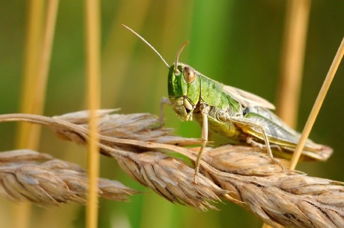 Facts about insects