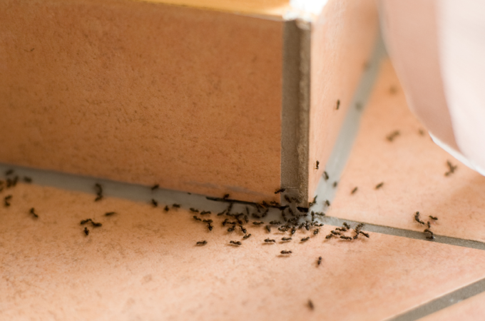Ants and the best Ways to Get Rid it It