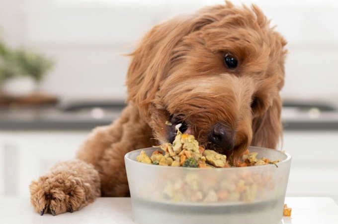 Choosing the Right Pet Foods