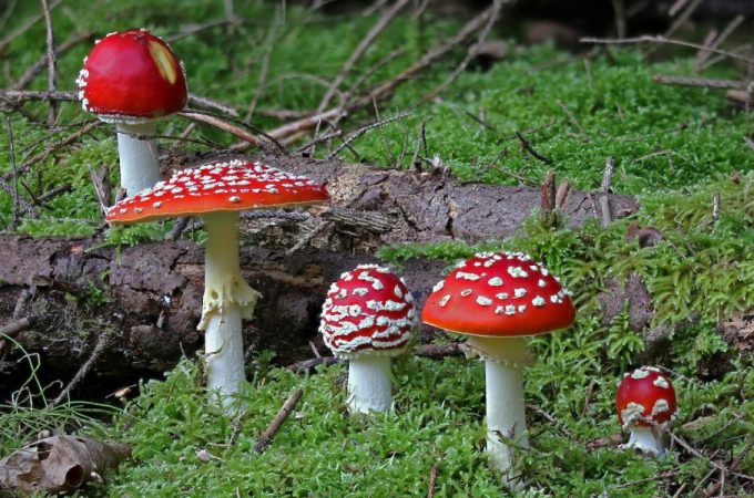 Unlocking the Mysteries of Amanita Mushrooms