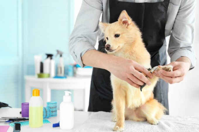 How do you ensure the safety and comfort of pets during the grooming process?
